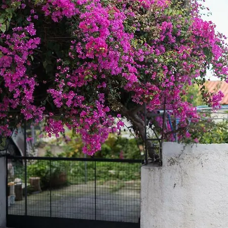 Jasmine Villa *